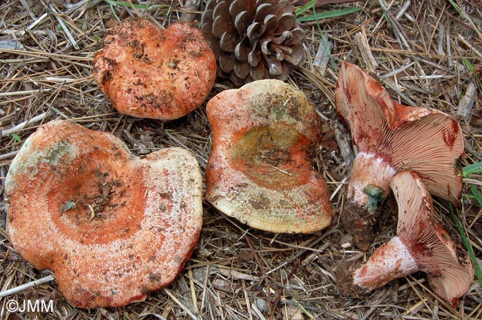 Lactarius vinosus