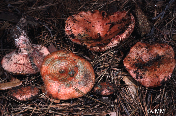 Lactarius vinosus