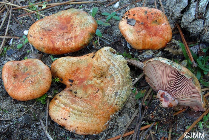 Lactarius vinosus