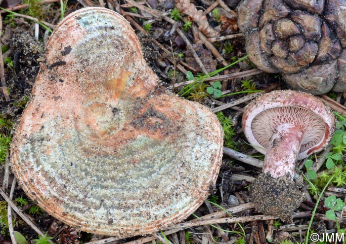 Lactarius vinosus