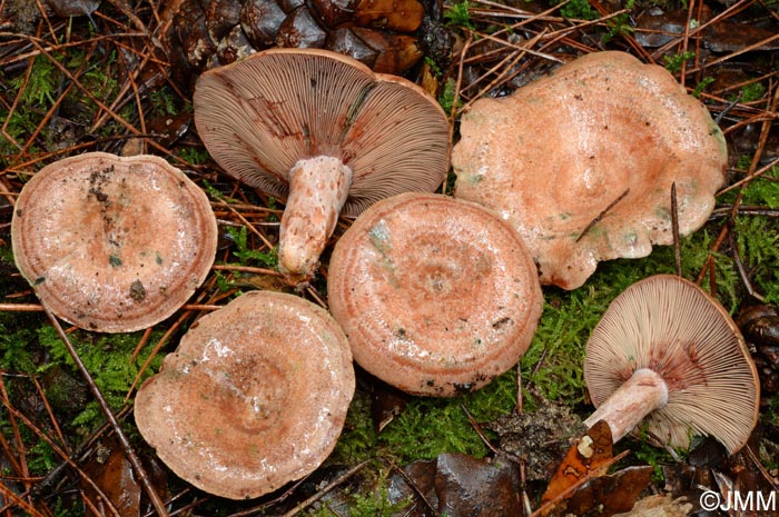 Lactarius vinosus