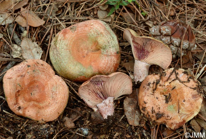 Lactarius vinosus