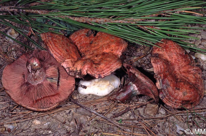 Lactarius vinosus