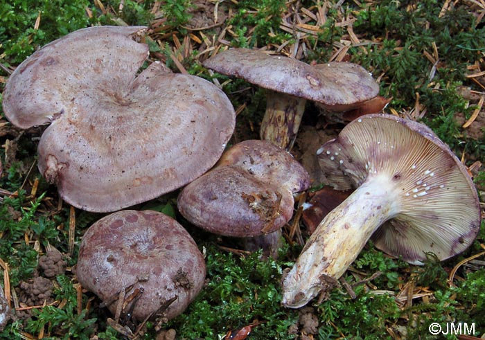 Lactarius violascens