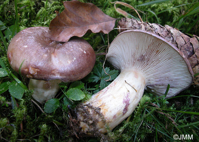 Lactarius violascens