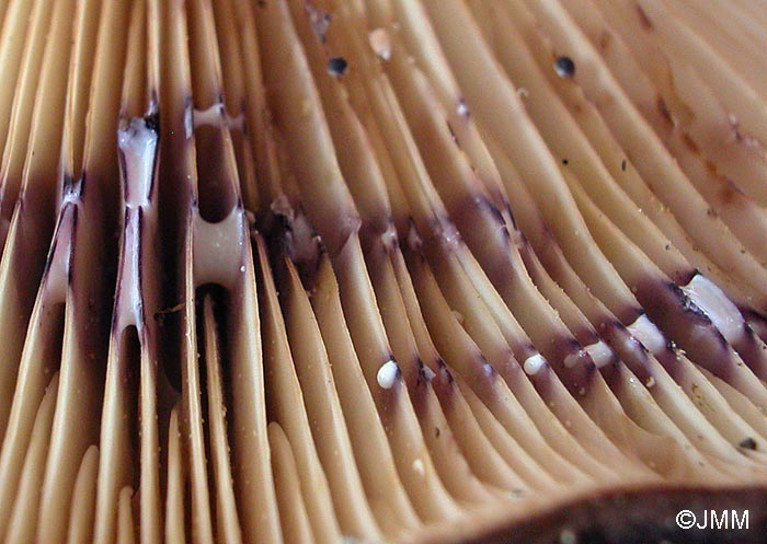 Lactarius violascens : lait blanc violaant en quelques mn sur la chair