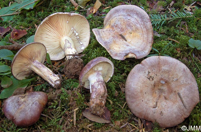 Lactarius violascens