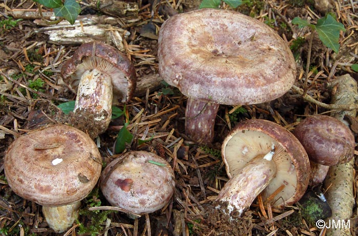 Lactarius violascens