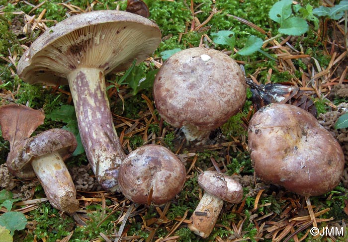 Lactarius violascens