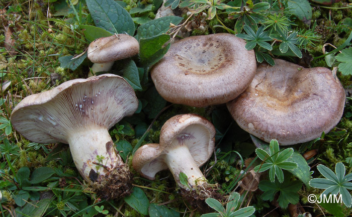 Lactarius violascens