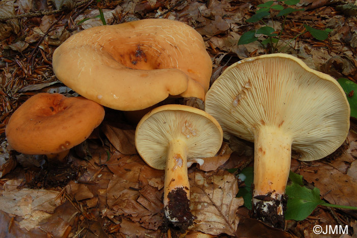 Lactarius volemus = Lactifluus volemus