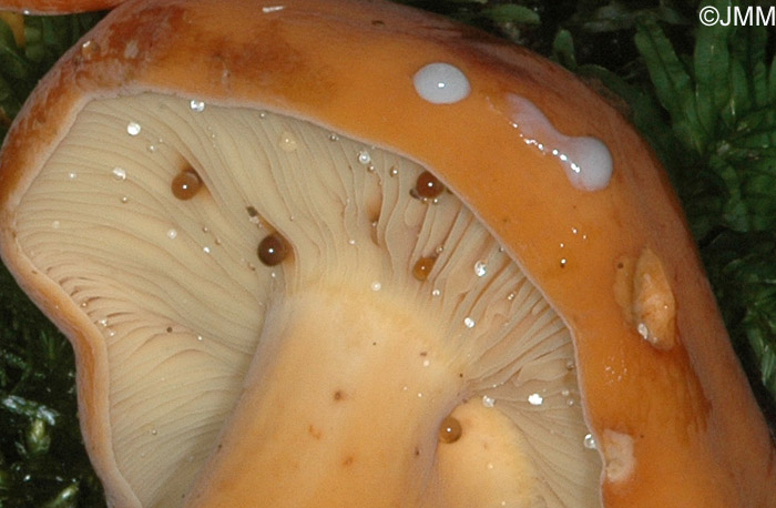 Lactarius volemus : lait blanc brunissant