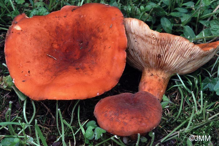 Lactarius volemus = Lactifluus volemus