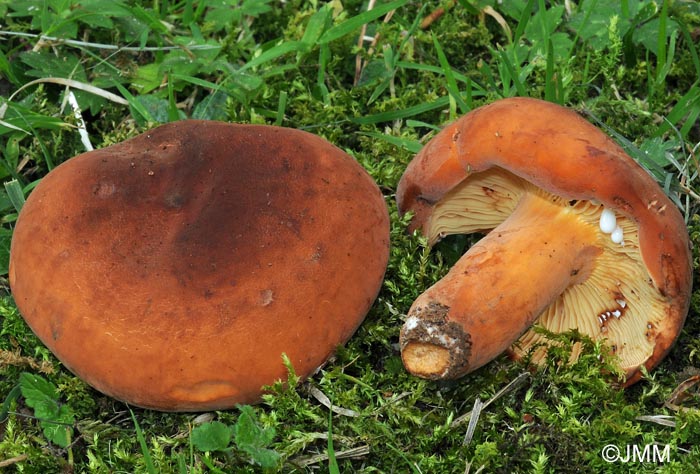 Lactarius volemus = Lactifluus volemus