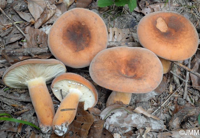 Lactarius volemus = Lactifluus volemus