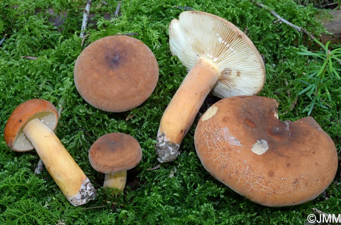 Lactarius volemus = Lactifluus volemus