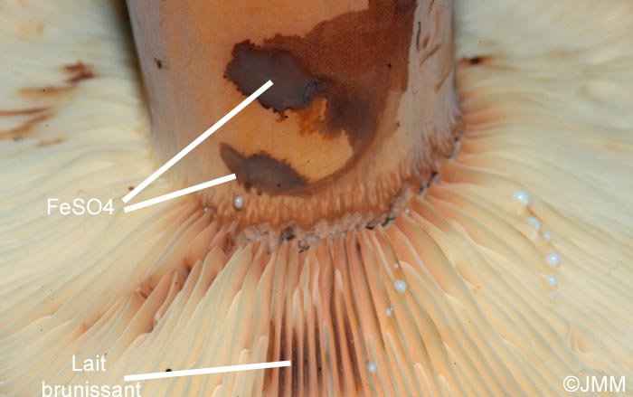 Lactarius volemus = Lactifluus volemus