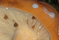 Lactarius volemus : lait blanc brunissant