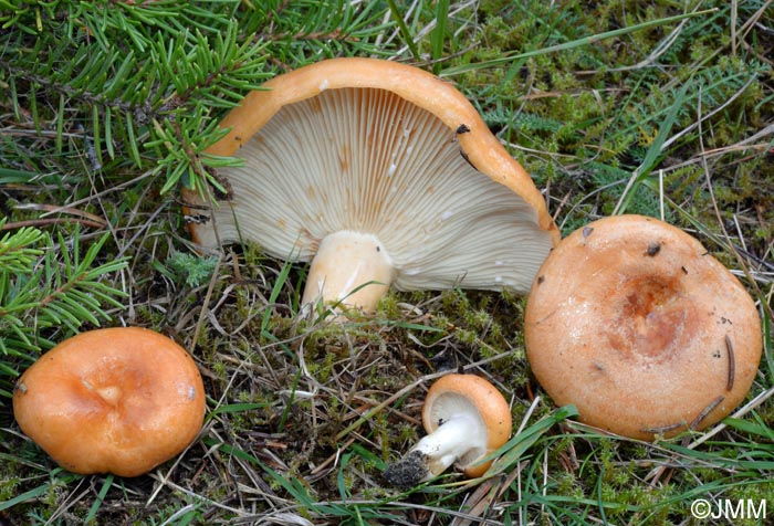 Lactarius zonarioides