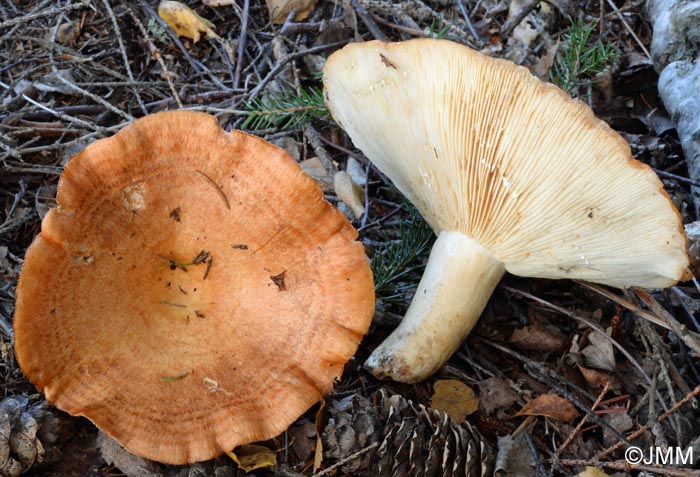 Lactarius zonarioides