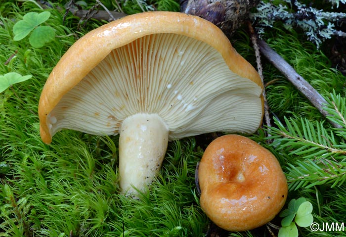 Lactarius zonarioides