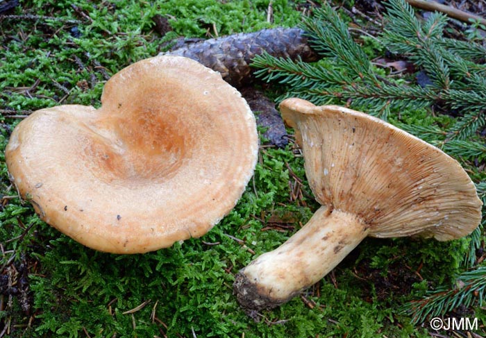 Lactarius zonarioides