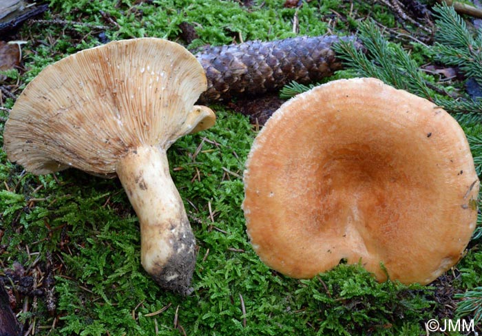 Lactarius zonarioides