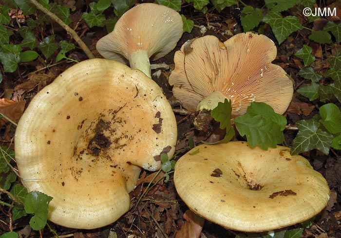 Lactarius zonarius