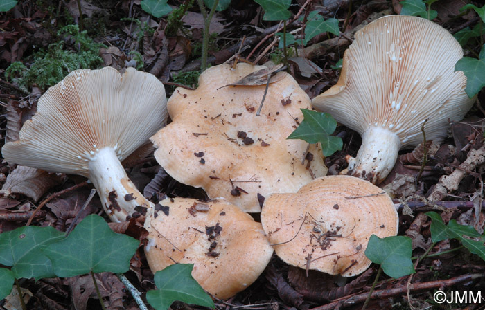 Lactarius zonarius