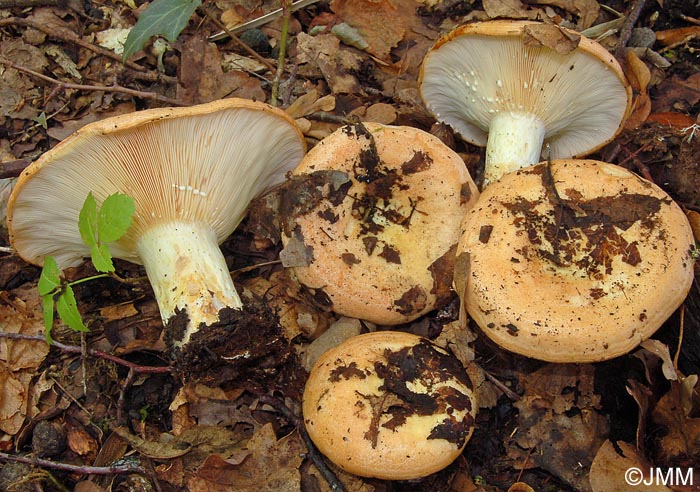 Lactarius zonarius