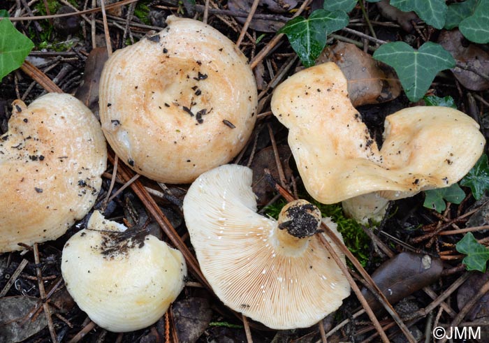 Lactarius zonarius