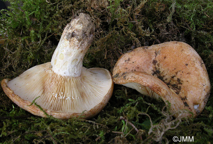 Lactarius zonarius f. scrobipes