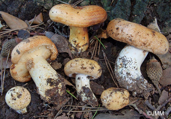 Lactarius zonarius f. scrobipes