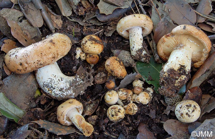 Lactarius zonarius f. scrobipes