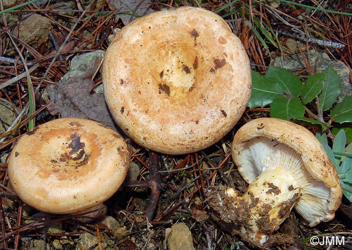 Lactarius zonarius f. scrobipes