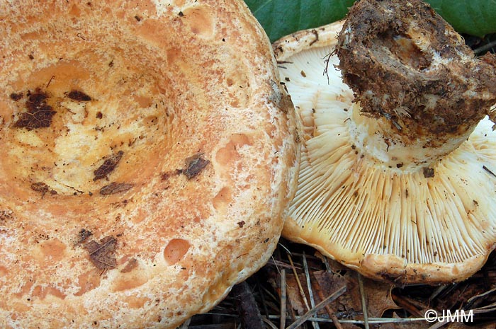 Lactarius zonarius f. scrobipes