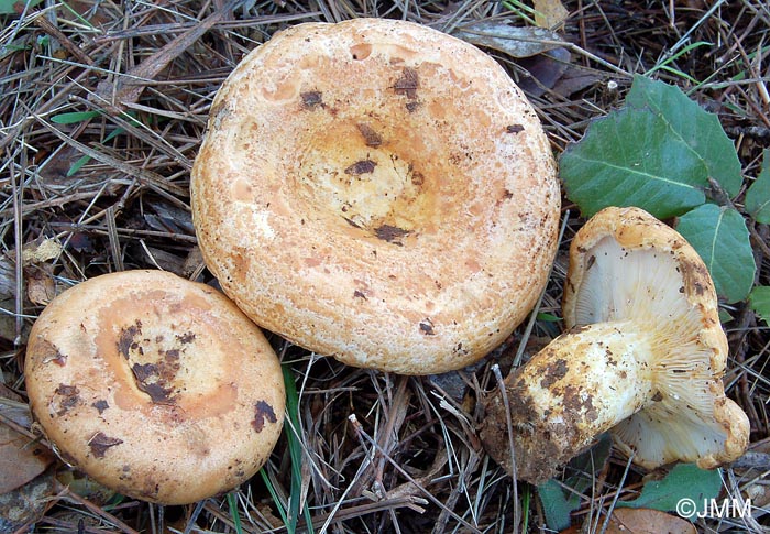 Lactarius zonarius f. scrobipes