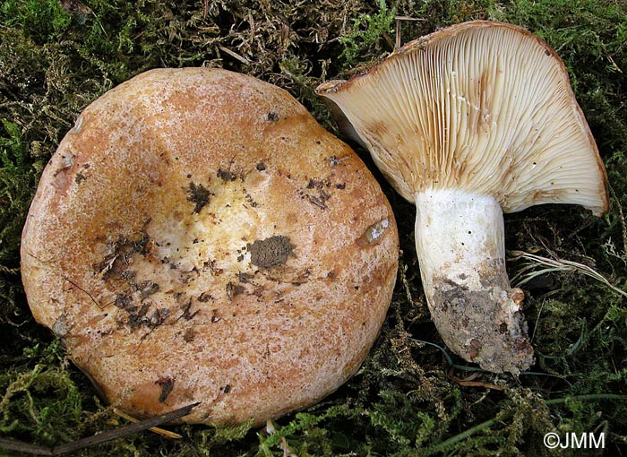 Lactarius zonarius f. scrobipes