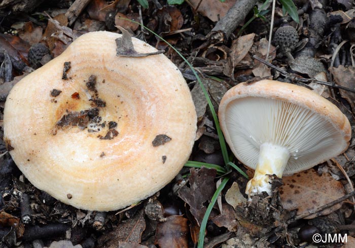 Lactarius zonarius f. scrobipes