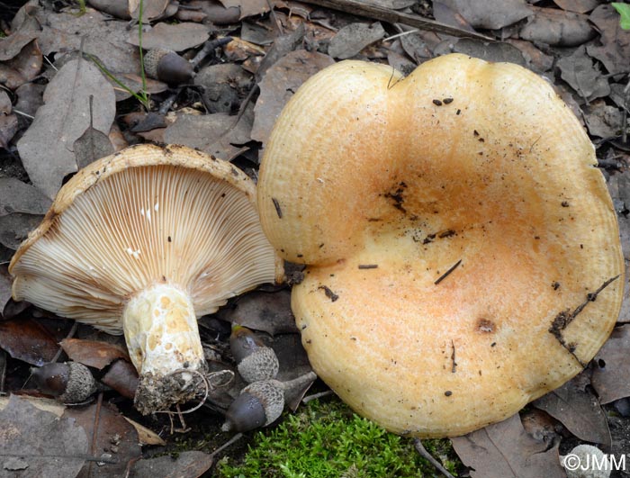 Lactarius zonarius f. scrobipes