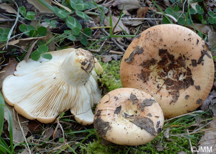 Lactarius zonarius f. scrobipes