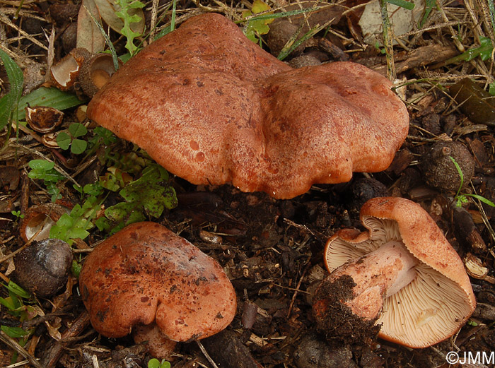 Lactarius zugazae