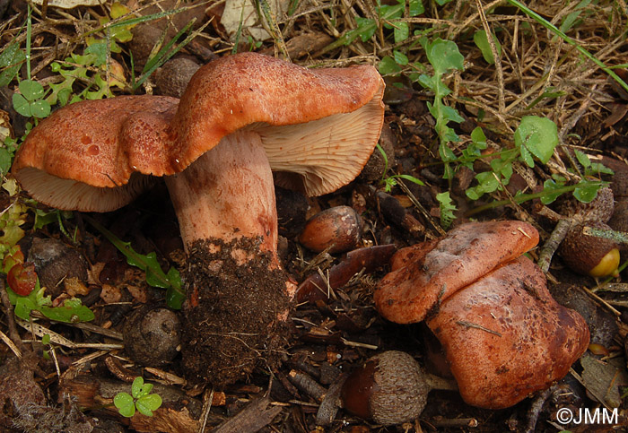 Lactarius zugazae