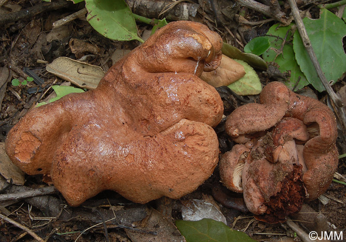 Lactarius zugazae