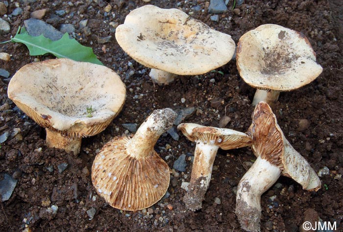 Lactifluus brunneoviolascens