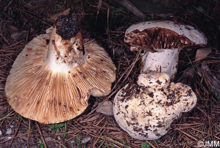 Lactifluus brunneoviolascens