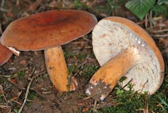 Lactifluus oedematopus = Lactarius volemus var. oedematopus