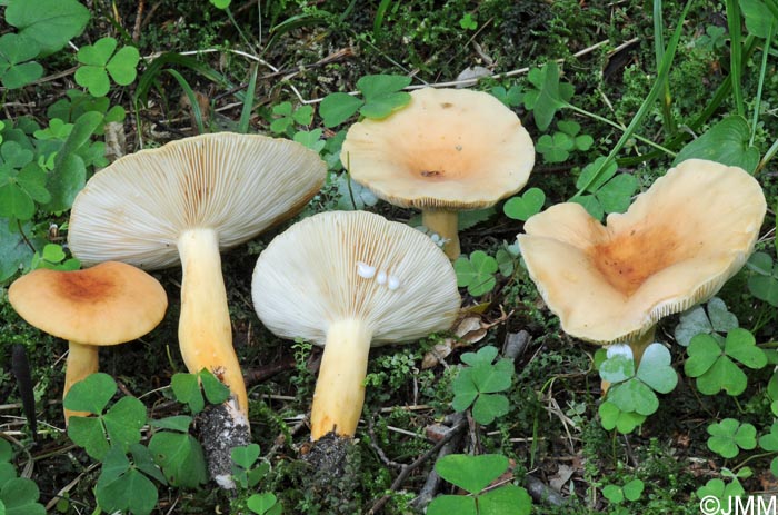 Lactifluus subvolemus