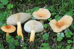 Lactifluus subvolemus