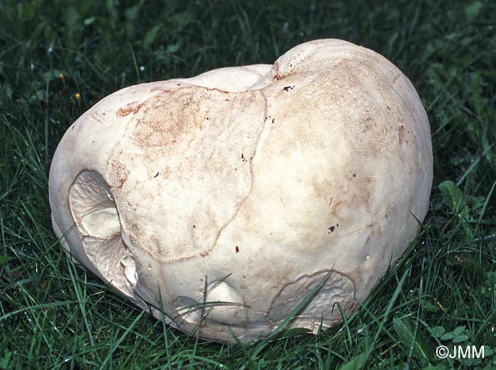 Langermannia gigantea = Bovista gigantea